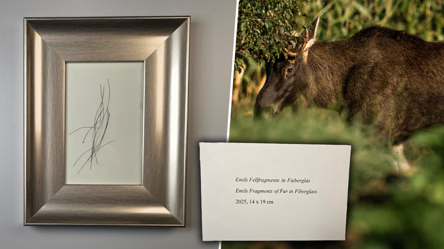 Ein Radiosender verlost Haare von Elch 