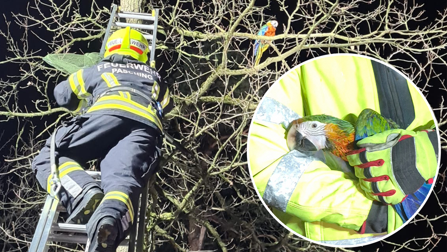 "Voll aggro" – Papagei hält Retter stundenlang auf Trab