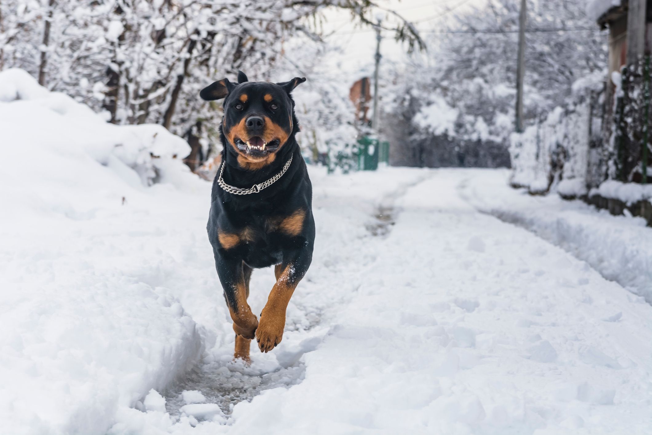 Der Rottweiler der Frau (Symbolfoto) muss einen Maulkorb tragen.