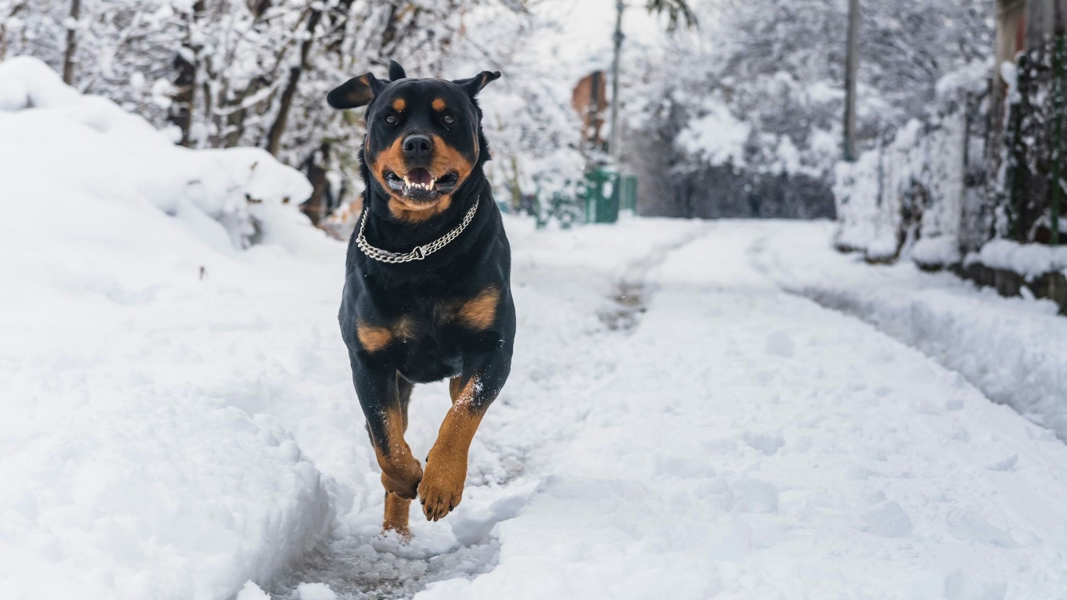Heute.at - Gericht schmettert Beschwerde ab: Hund braucht Maulkorb