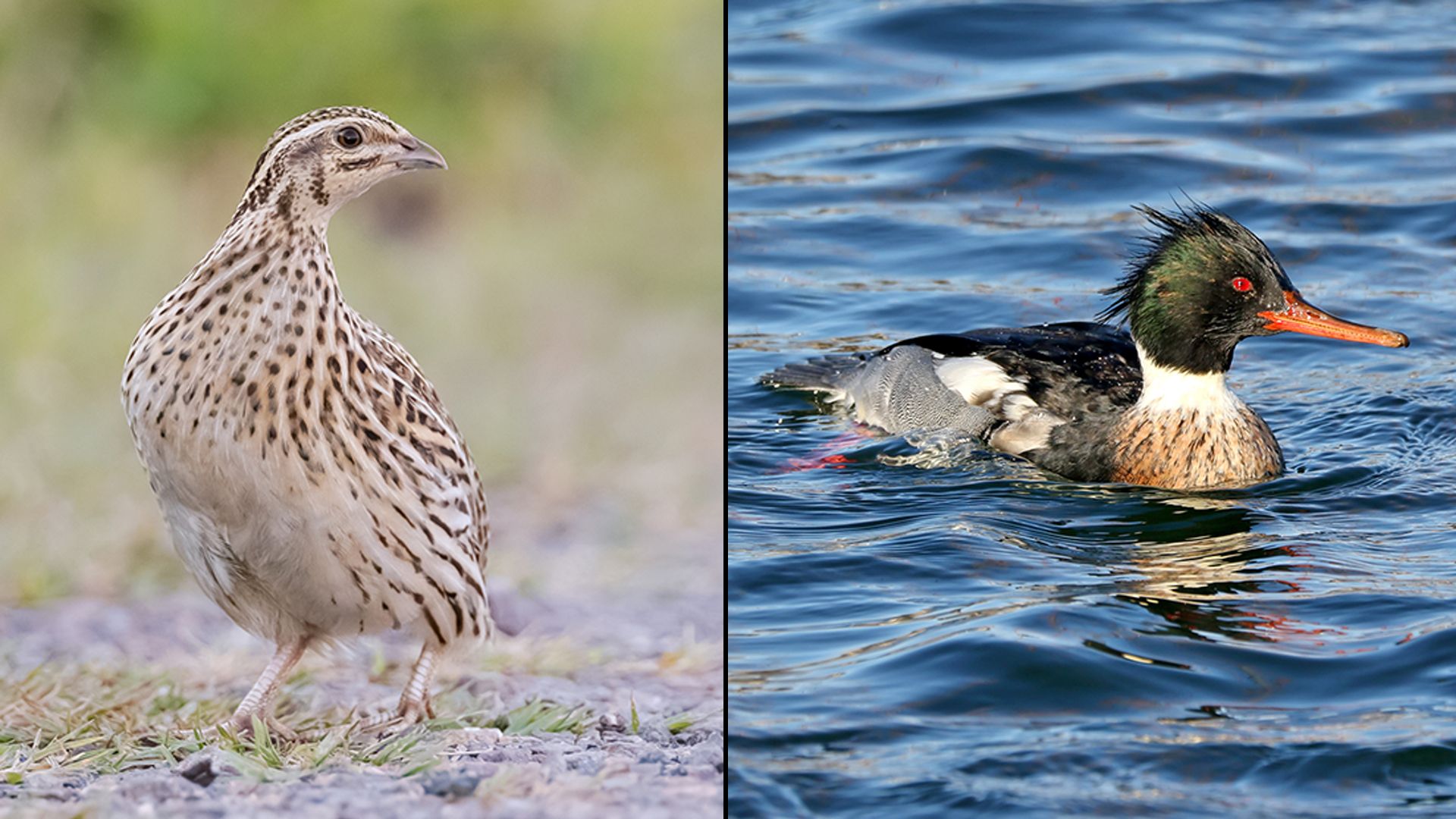 Heute.at - Einfach so! Seltenen Vogelarten wird der Garaus gemacht