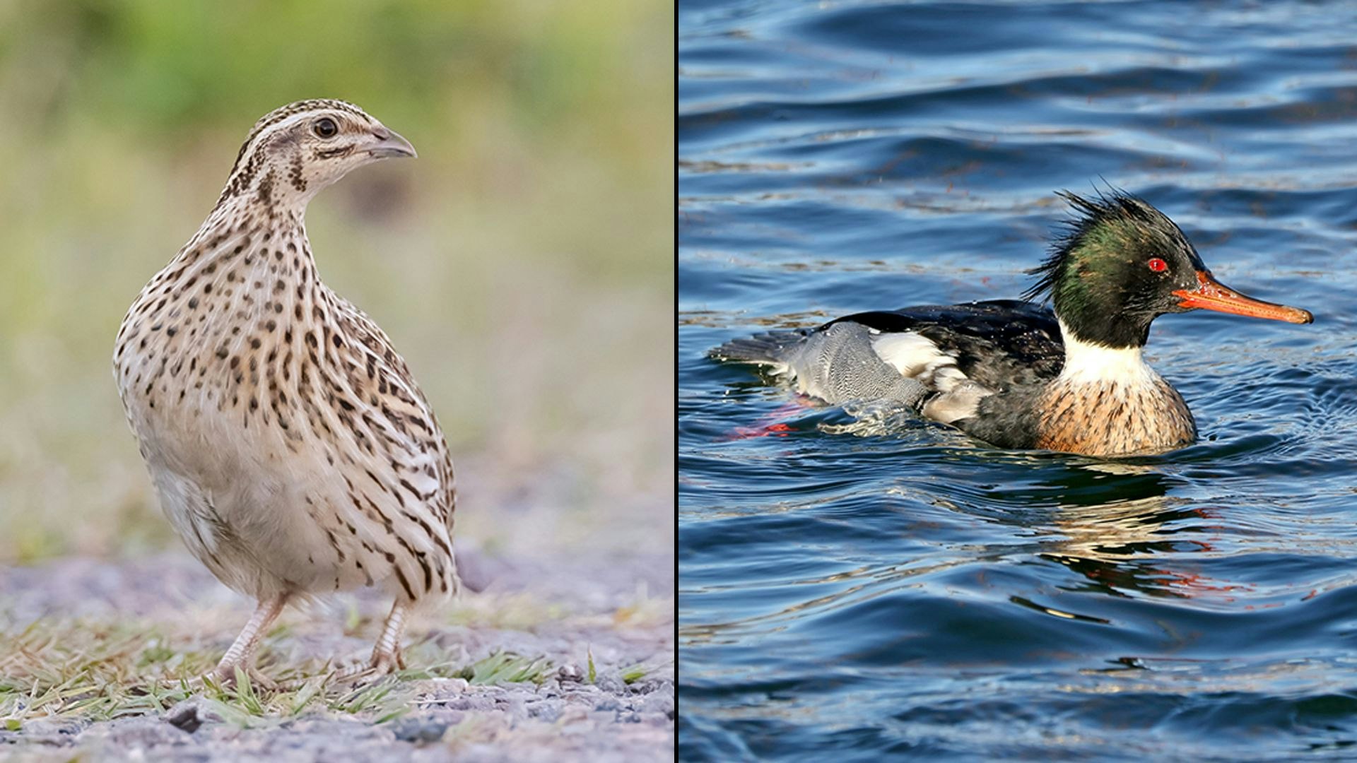 Einfach so! Seltenen Vogelarten wird der Garaus gemacht