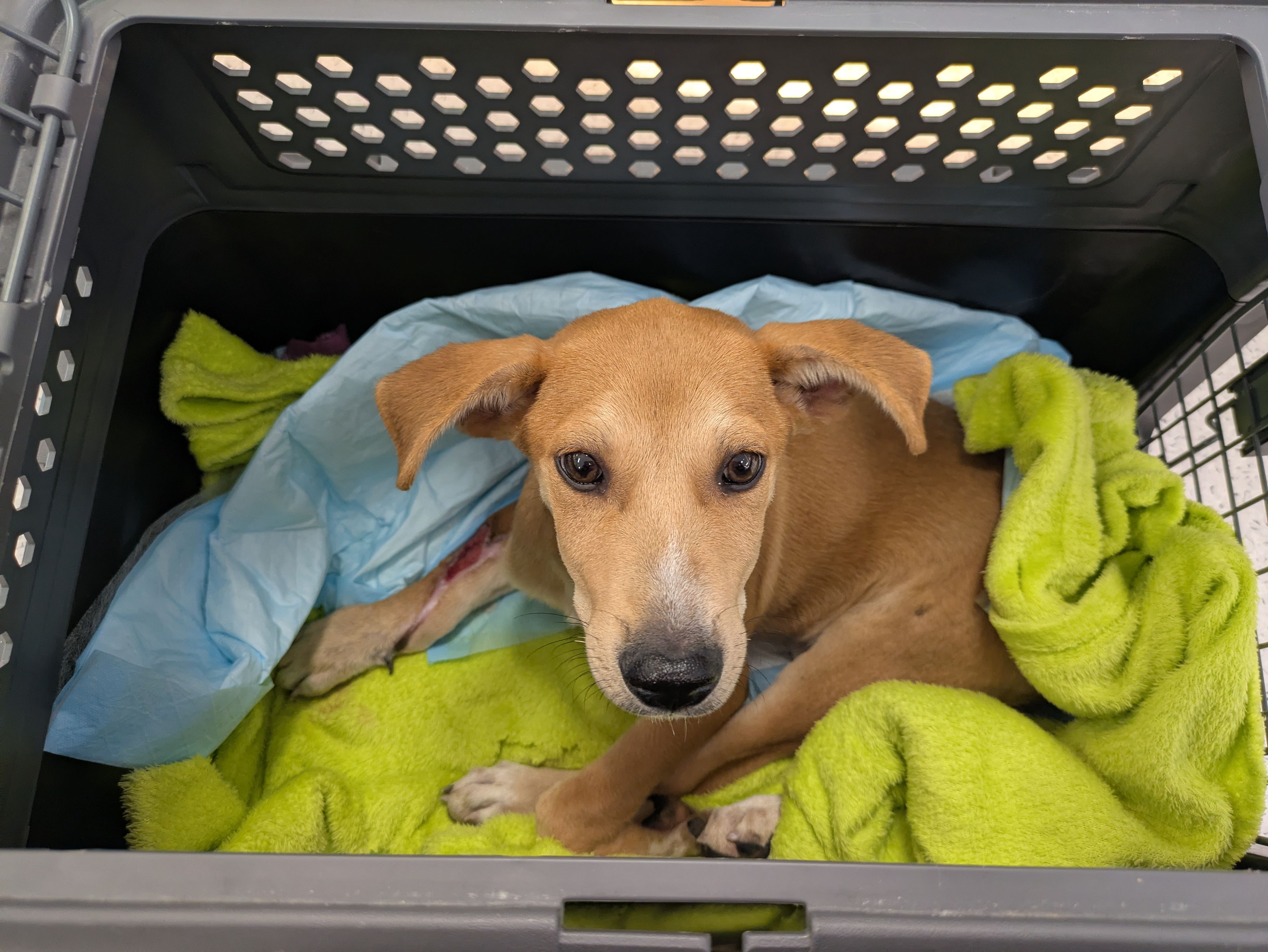 Heute.at - Angefahrener Lucky am Christkindlmarkt gerettet