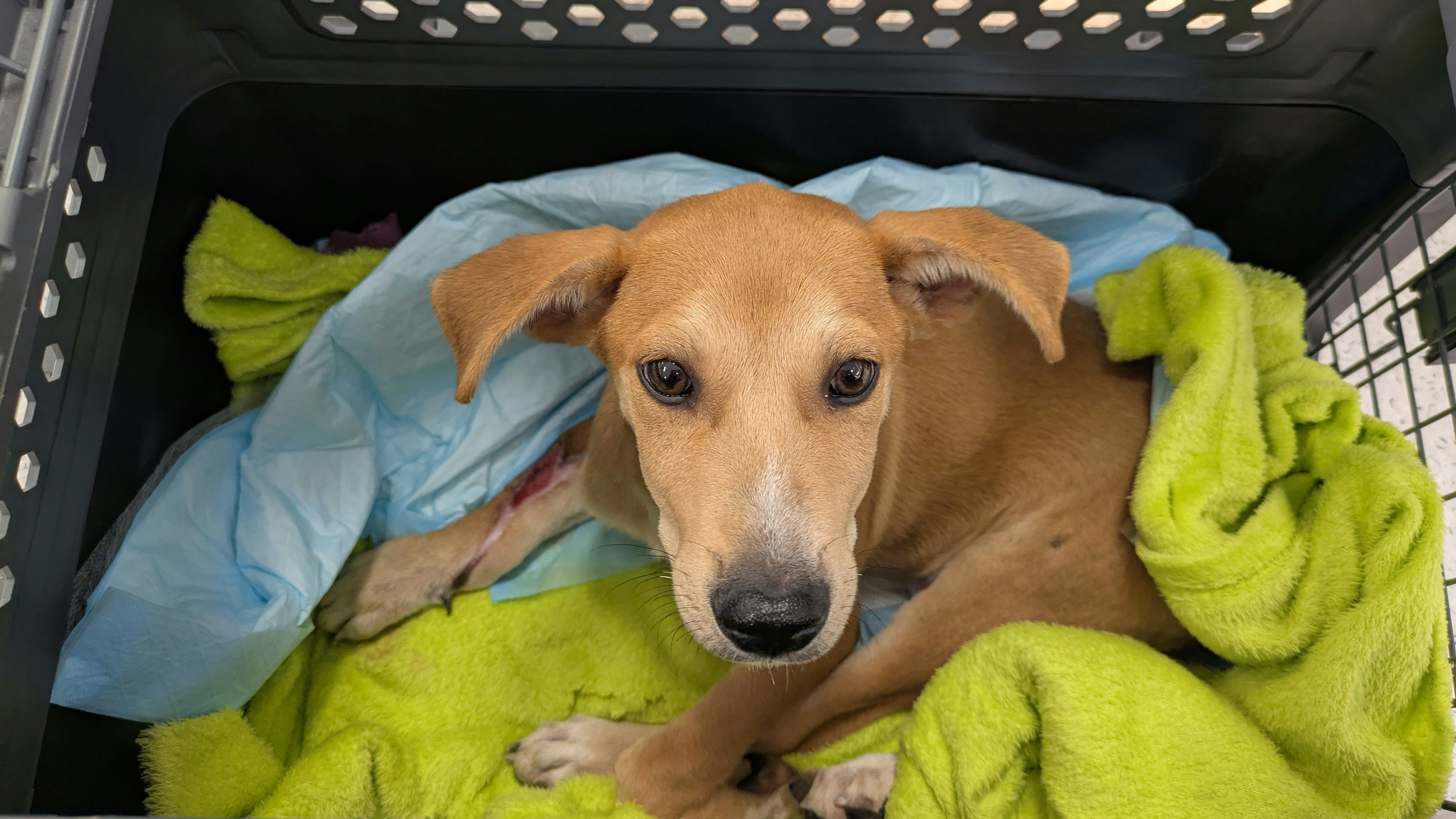 Heute.at - Angefahrener Lucky am Christkindlmarkt gerettet