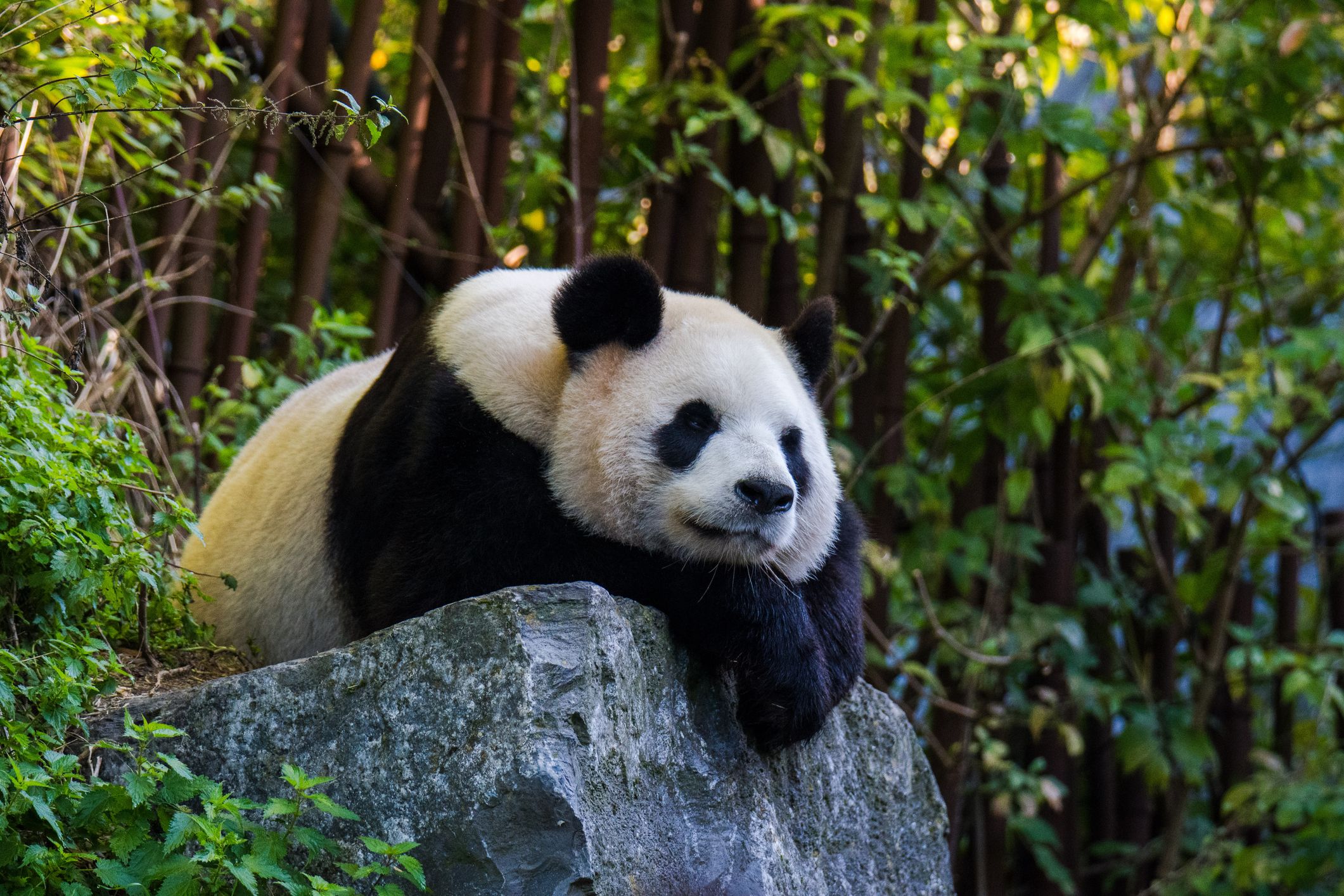 Heute.at - Gewusst? Deshalb pinkeln Pandas im Handstand