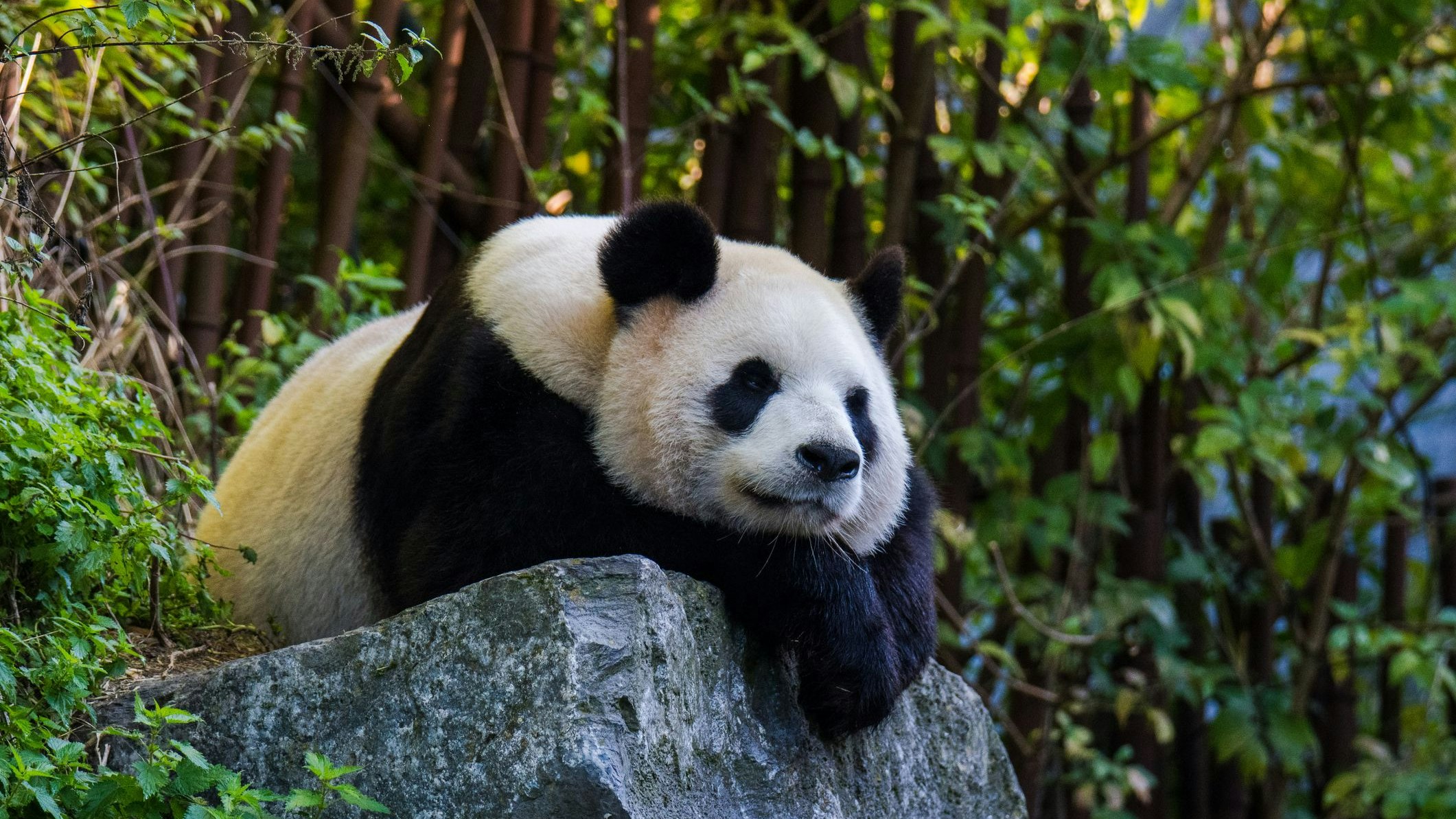 Heute.at - Gewusst? Deshalb pinkeln Pandas im Handstand