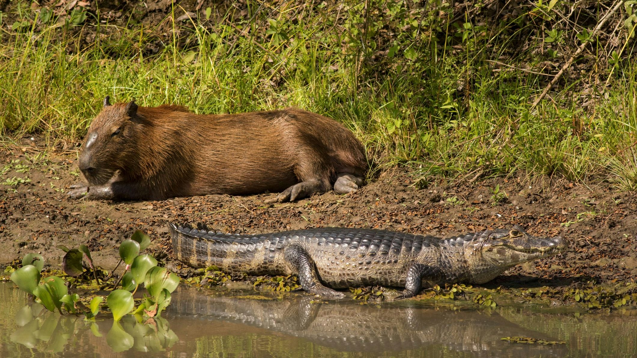 Heute.at - Gewusst? Deshalb fressen Krokodile keine Capybaras