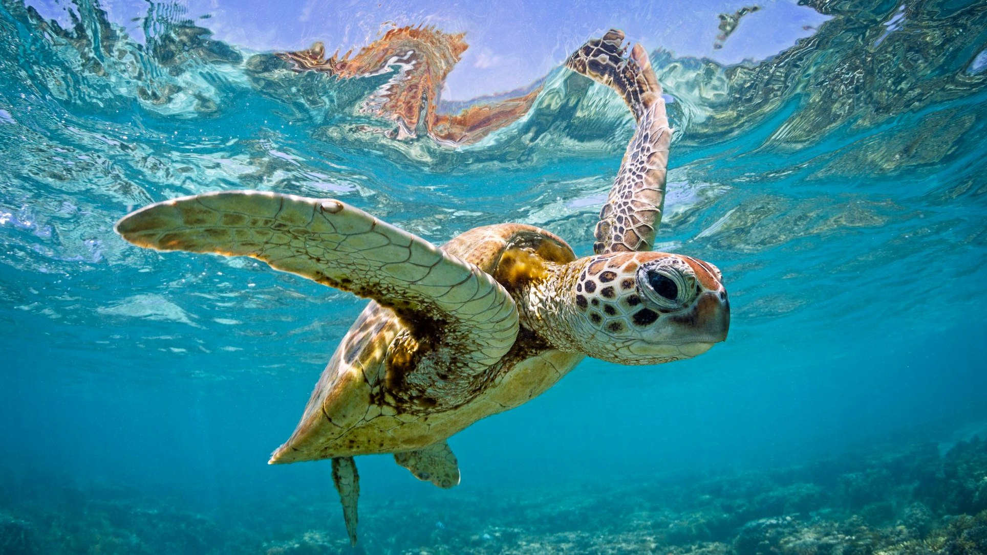 Heute.at - Wasserschildkröten, Solarstrom – gute News des Jahres