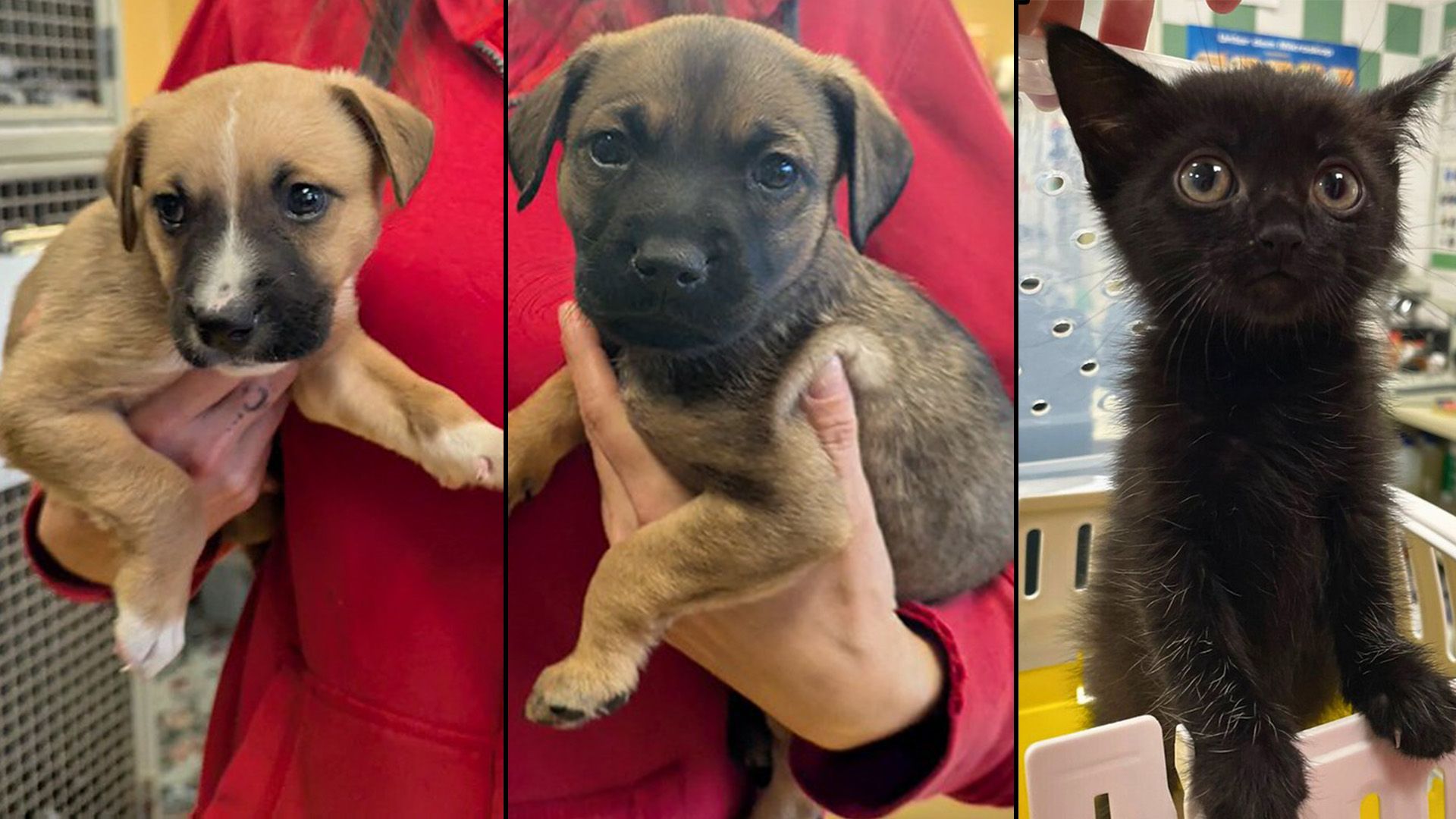 Heute.at - Diese Advent-Babys haben nur mit deiner Hilfe überlebt