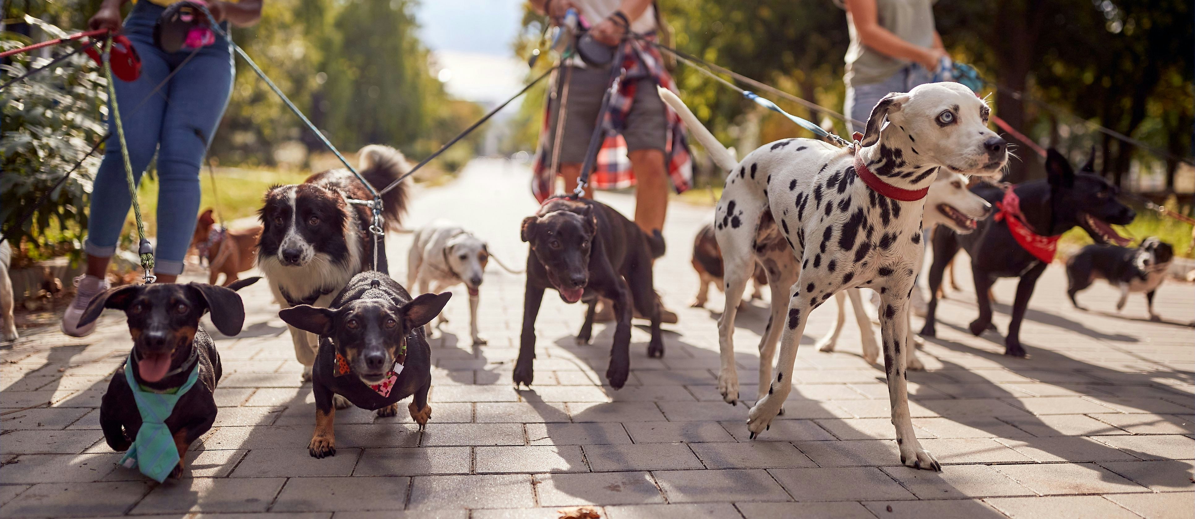 Schon lange weiß man, dass der Kontakt mit Tieren für die Entwicklung von Kindern und Jugendlichen förderlich ist