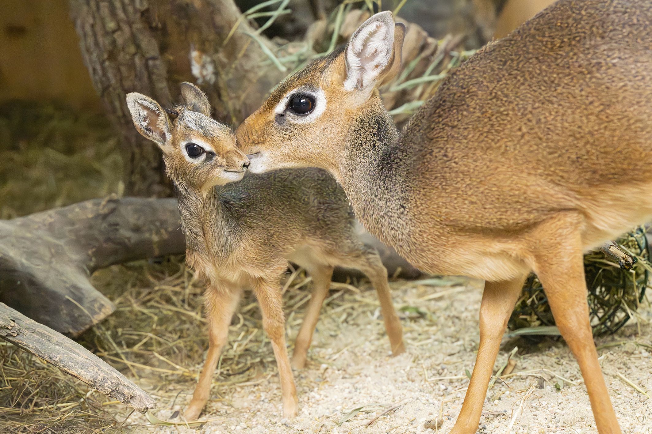 Heute.at - Fast ein Christkind! Handvoll Antilope in Wien geboren