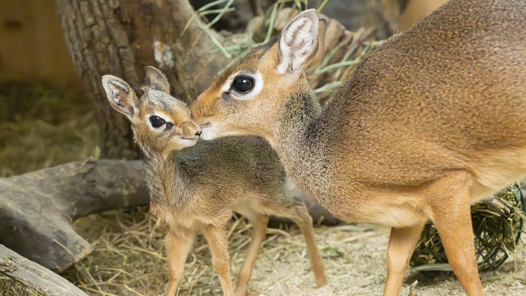 Heute.at - Fast ein Christkind! Handvoll Antilope in Wien geboren