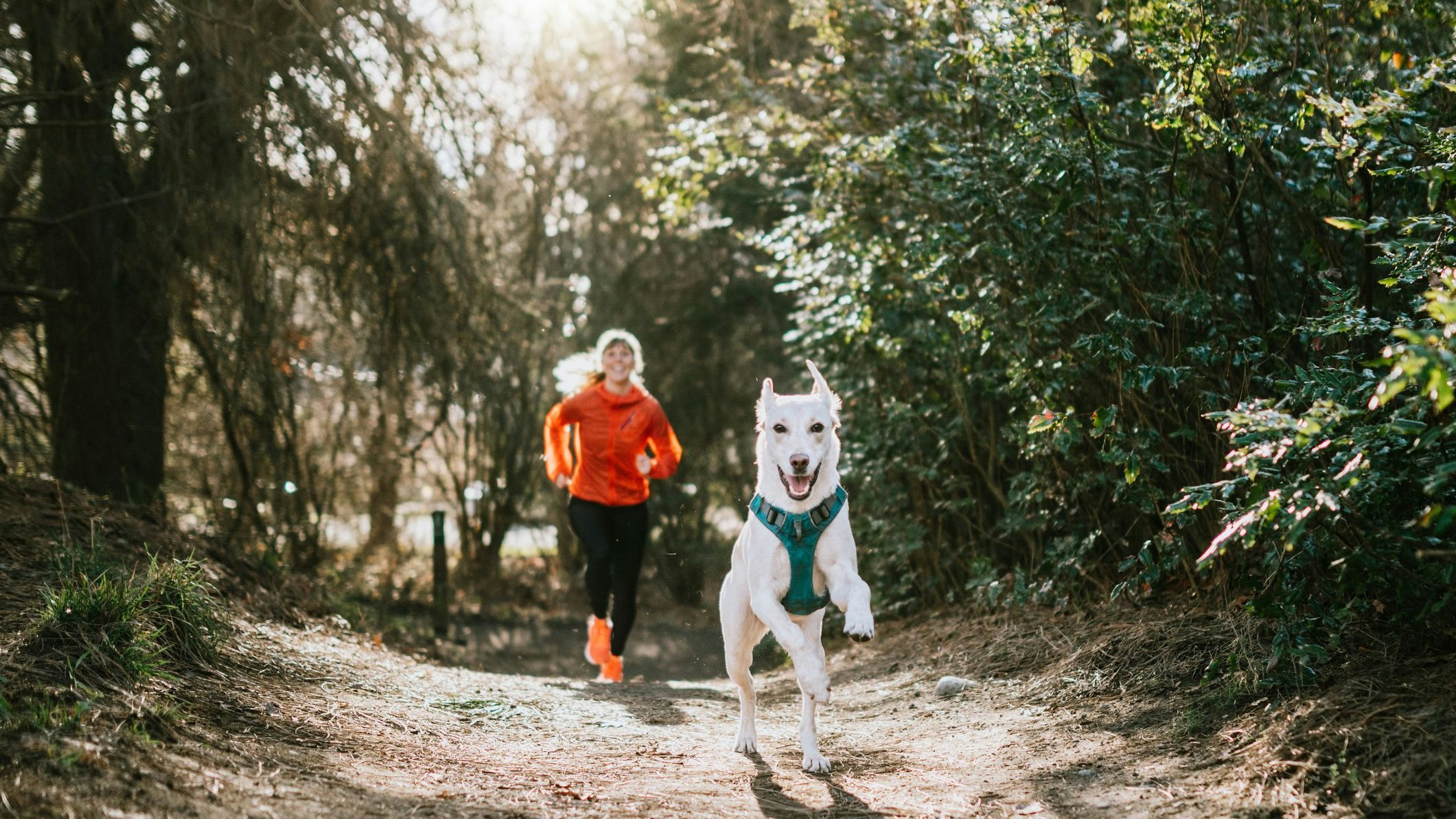 Heute.at - Silvester! Hier läufst du mit deinem Hund um die Wette