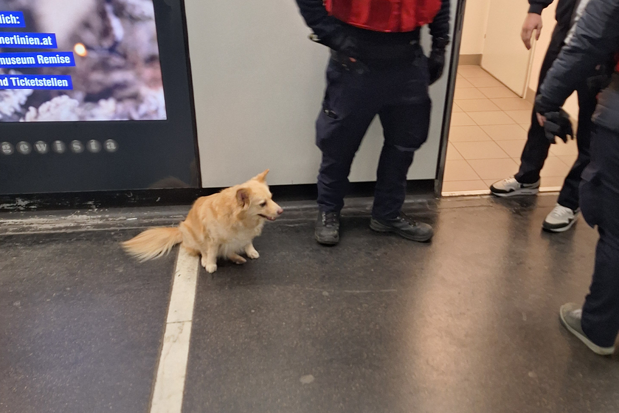 Der Hund spazierte durch die Öffi-Station, der Besitzer war jedoch nicht auffindbar.