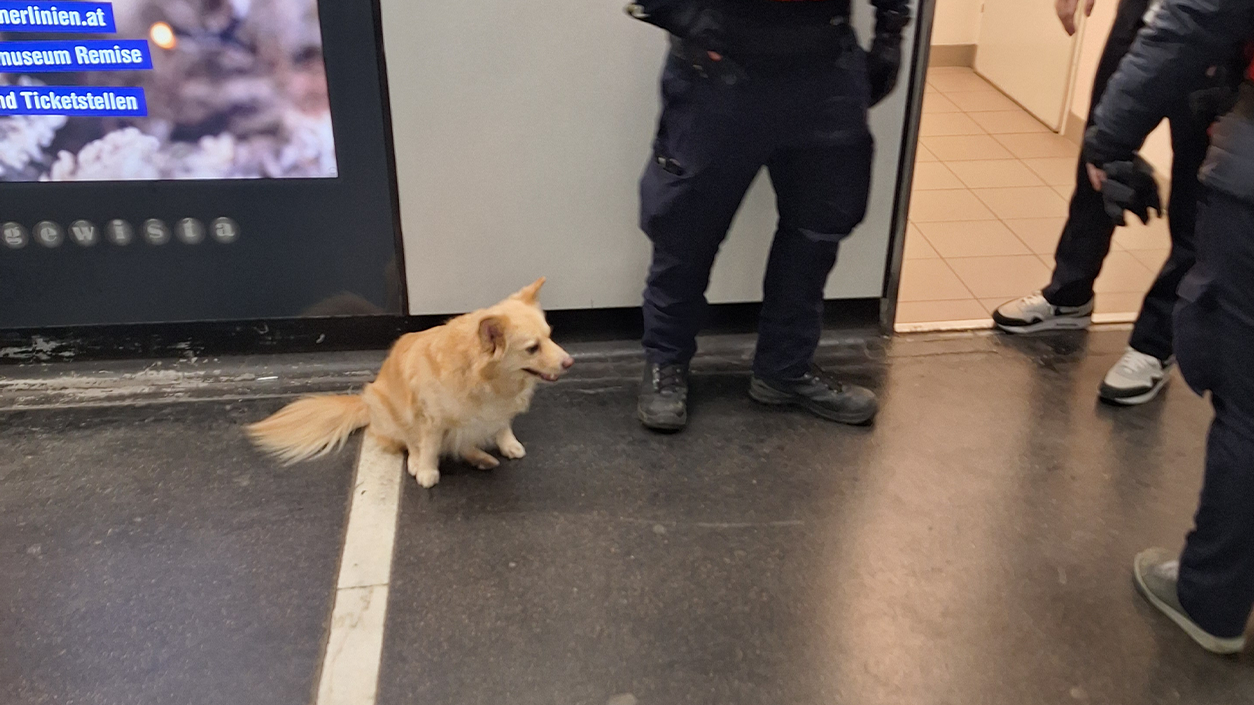 Heute.at - Eiskalt ausgesetzt – Hund alleine in U-Bahn-Station