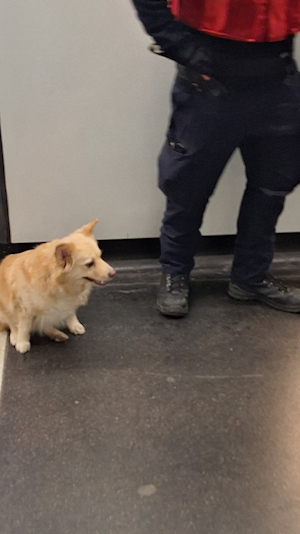 Tierrettung rettet Hund in U-Bahn-Station Schwedenplatz: Besitzer bleibt unauffindbar. Einsatzkräfte kümmern sich um das verlassene Tier.