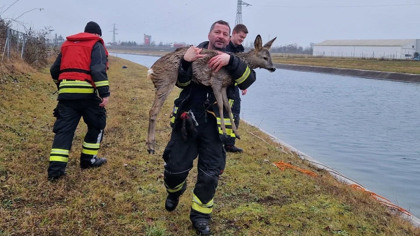 Das gerettete Reh und Einsatzkräfte der Feuerwehr