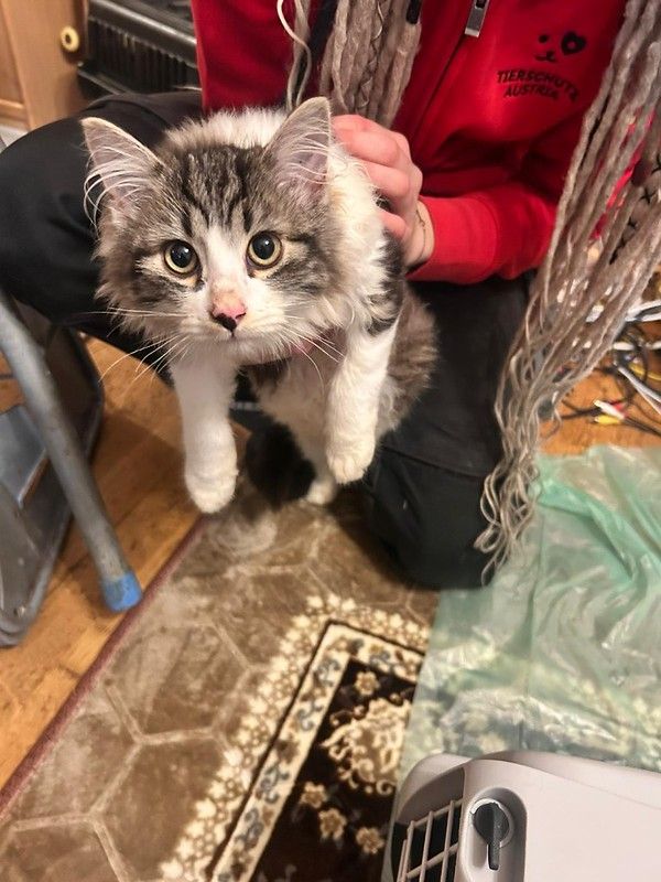 Zwei der 25 beschlagnahmten Katzen sind auch noch trächtig.