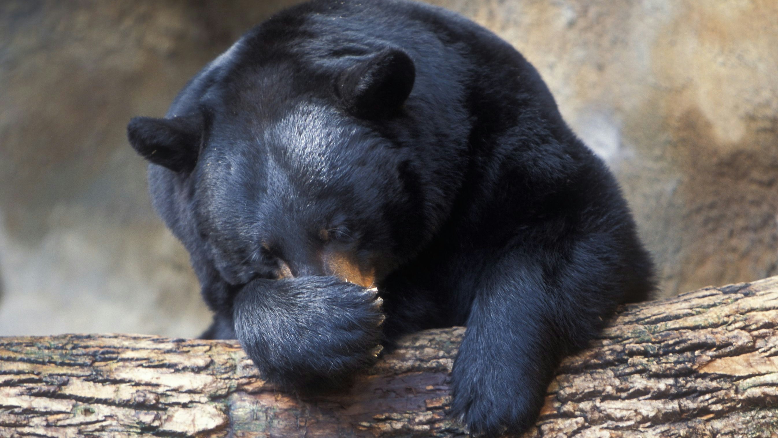 Heute.at - Meins! Dicker Bär zieht einfach nicht aus Keller aus