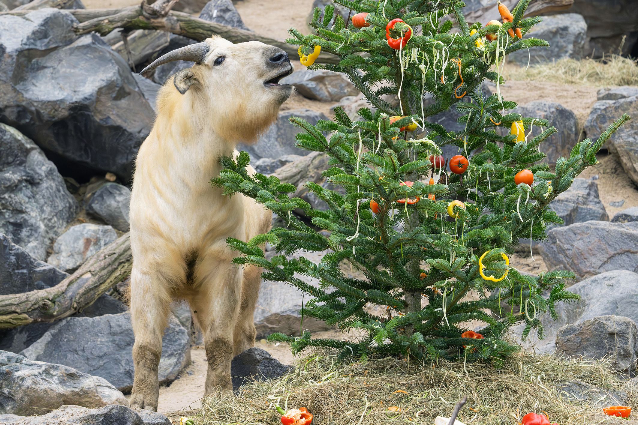 Die Himalaya-Tahre und Goldtakine durften ausnahmsweise knackiges Obst und Gemüse verputzen.