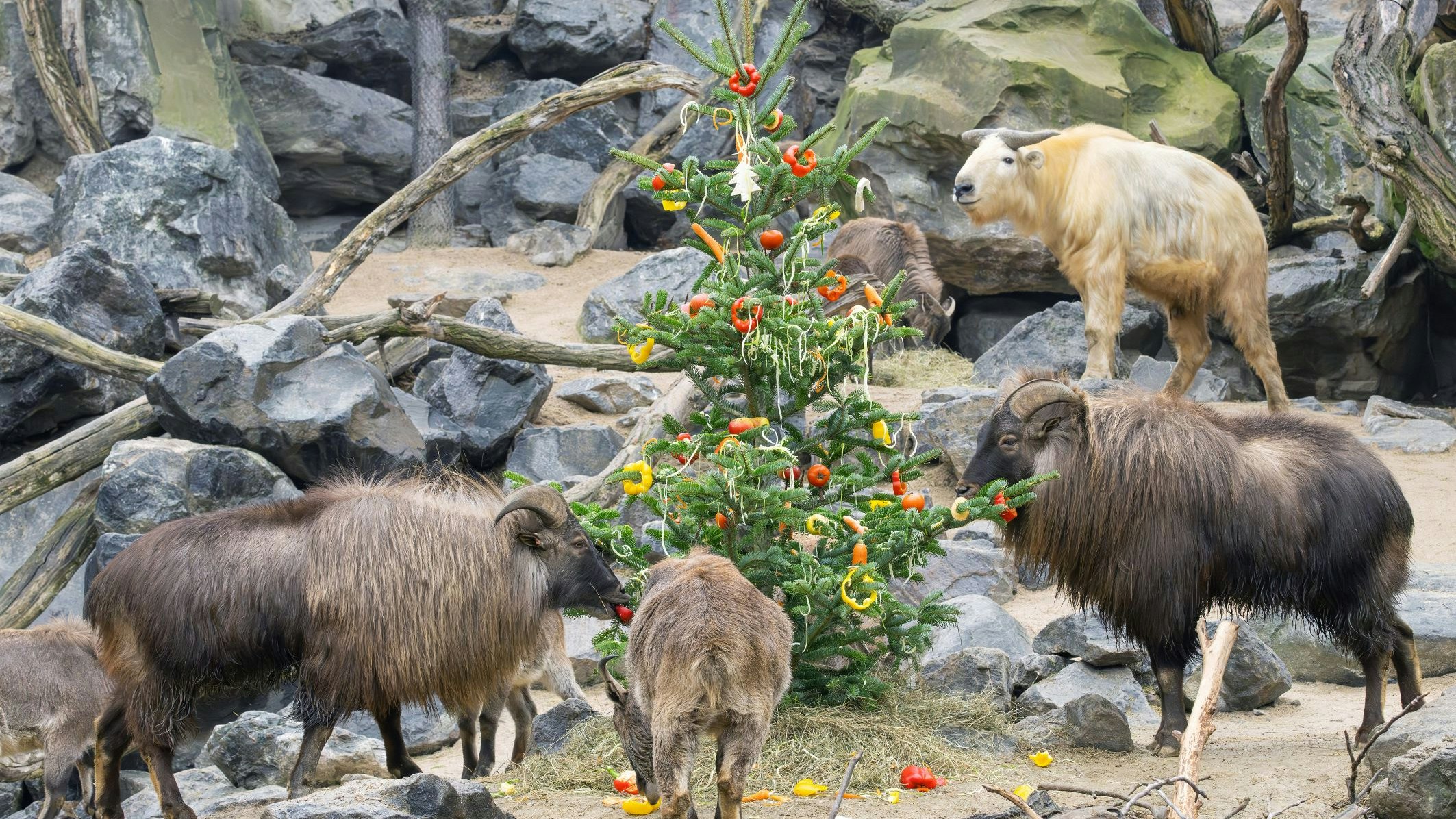 Ein Festtagsschmaus! 