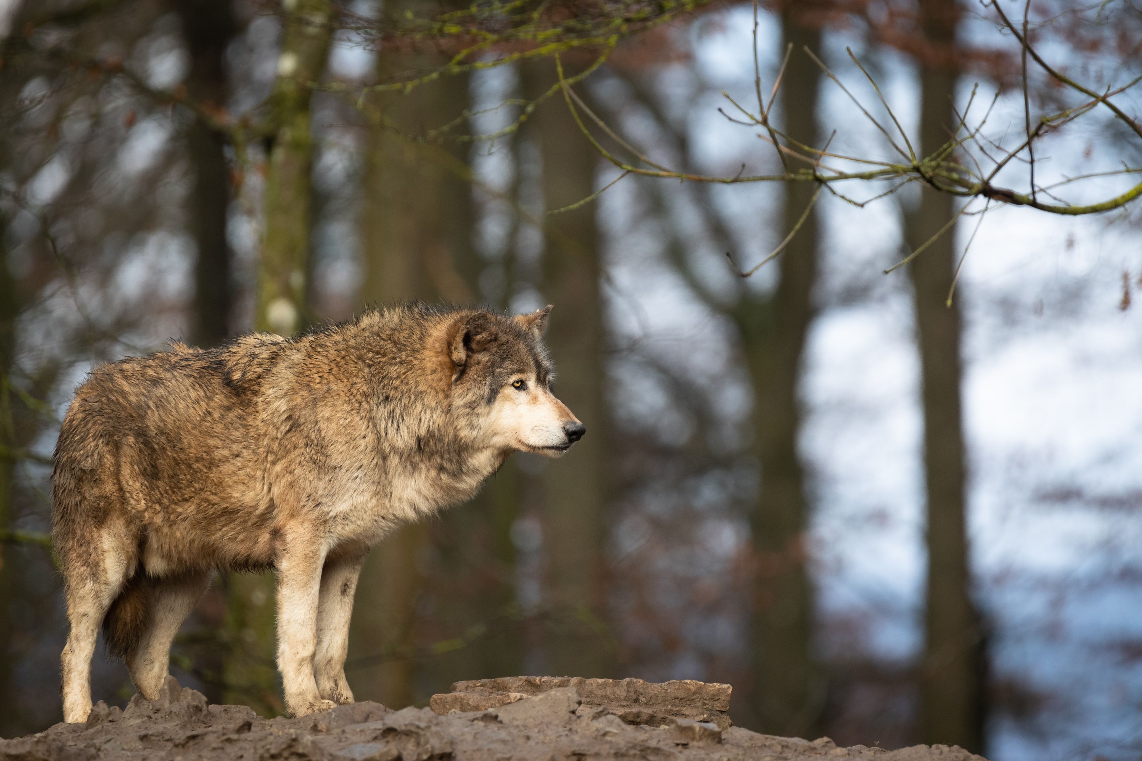 Heute.at - Obduktionsergebnis da: Wolf wurde illegal erschossen