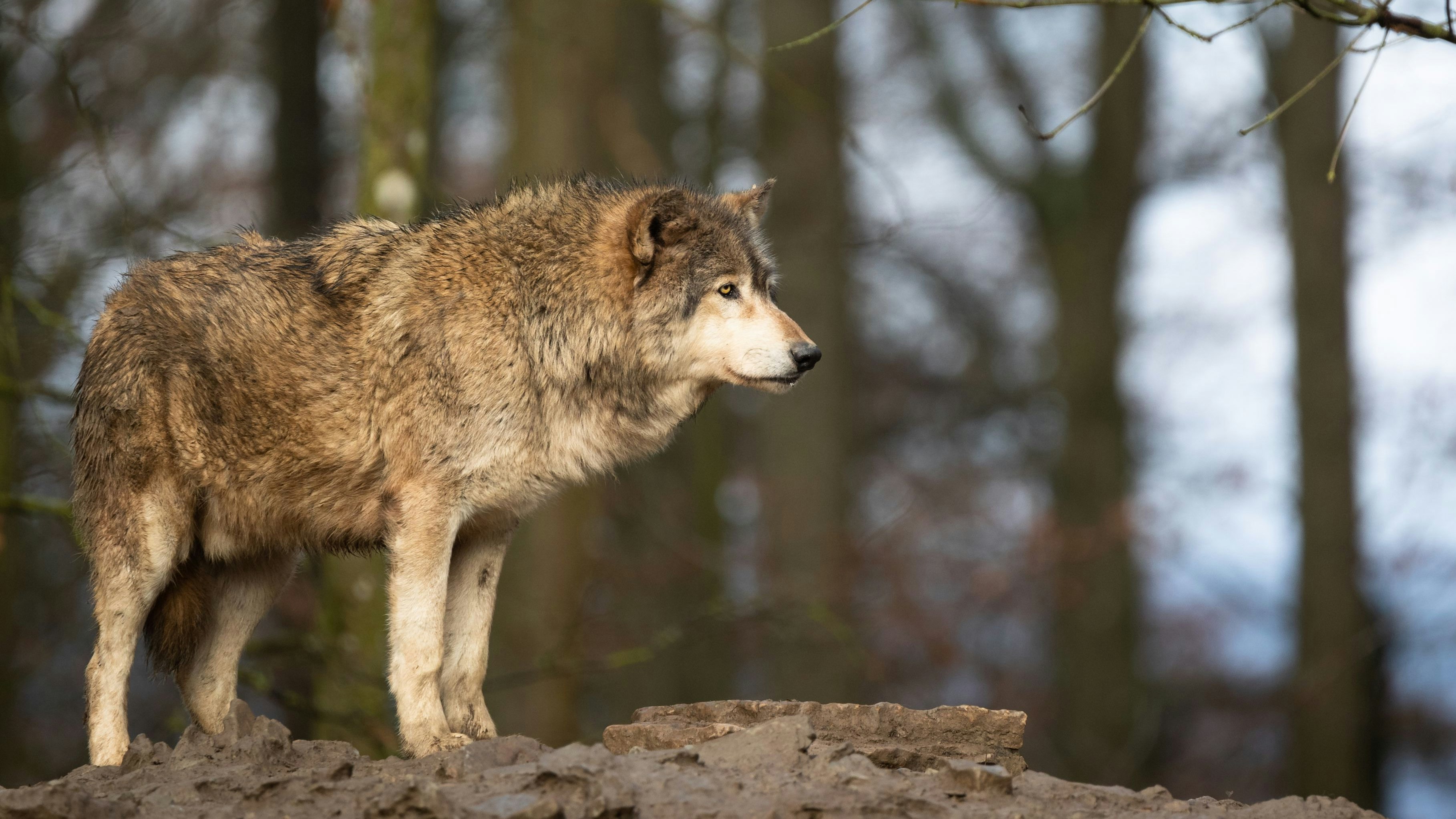 Heute.at - Obduktionsergebnis da: Wolf wurde illegal erschossen