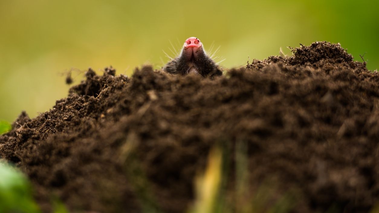 Heute.at - Schuppen in Flammen! Mann wollte Maulwurf vertreiben