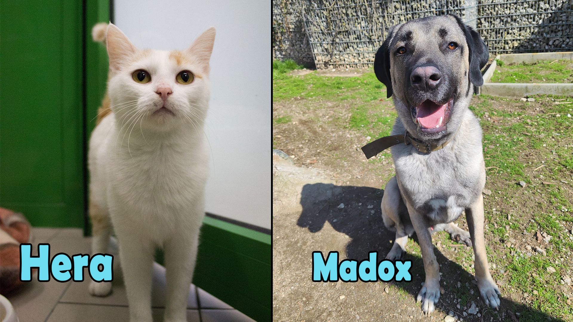 Heute.at - TIKO Kärnten: Madox soll nicht bei uns alt werden