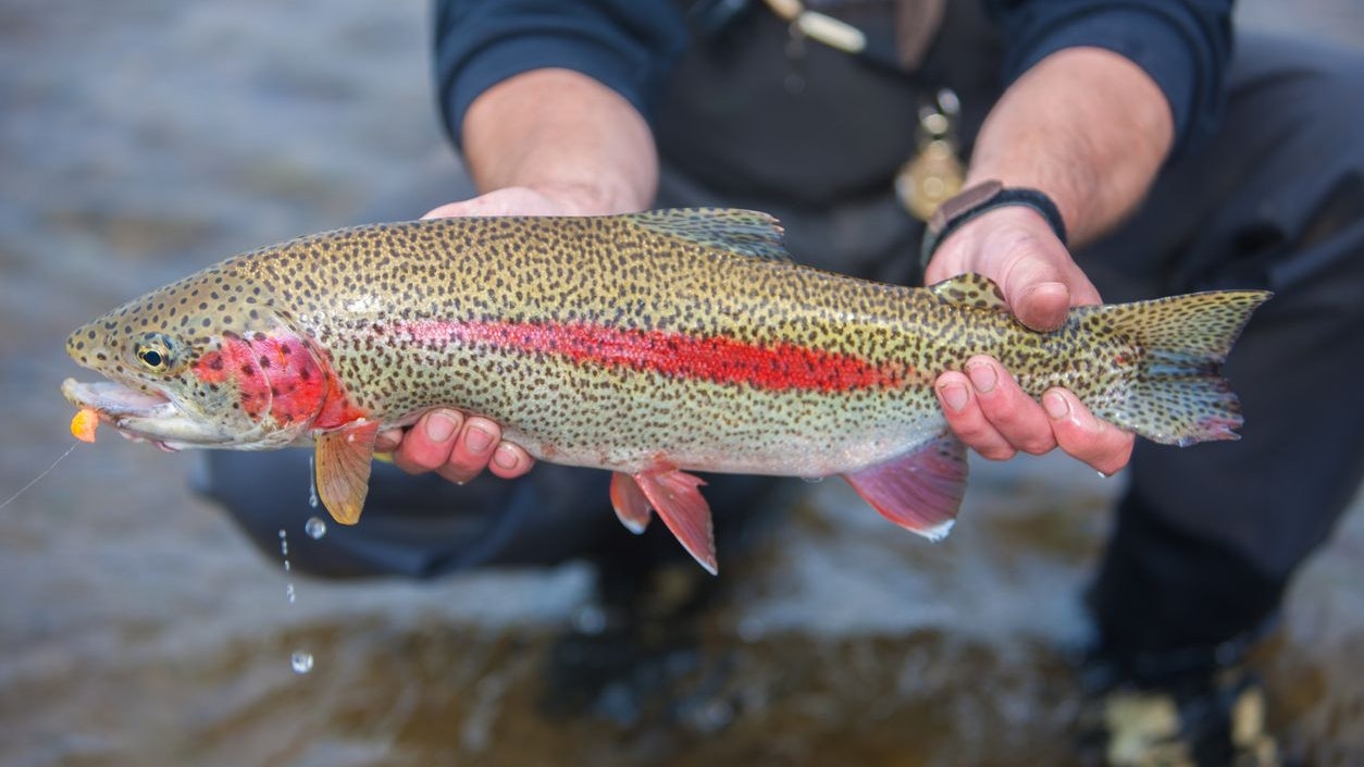 Auch Regenbogenforellen zählen zu den zahlreichen Opfers des Giftes. 