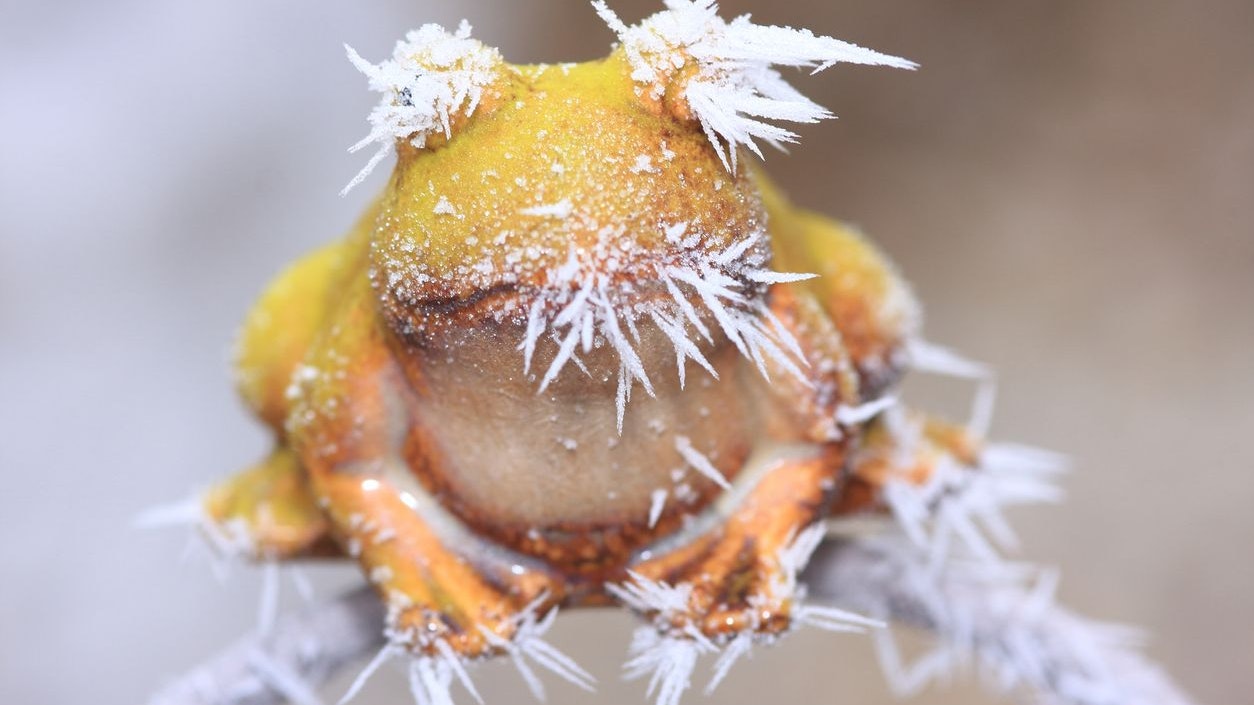 Eiskristalle machen dem "erstarrten" Frosch in der Regel nichts aus. 