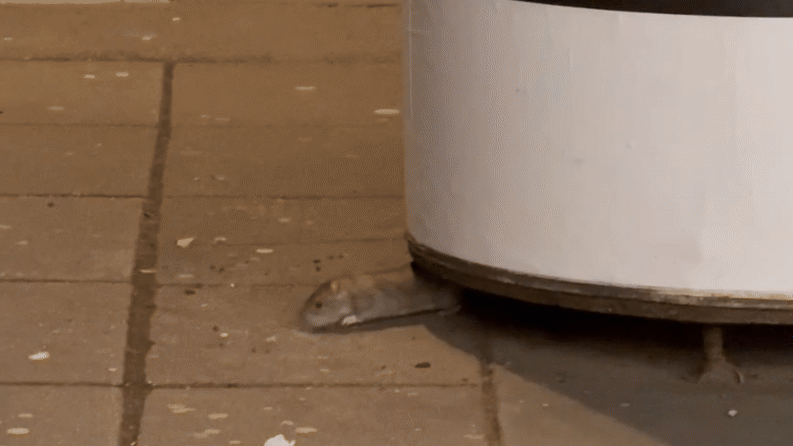 Heute.at - Null Scheu vor Menschen! Neue Ratten-Sichtung in Wien