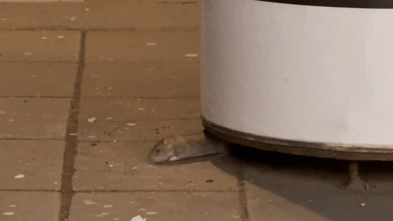 Heute.at - Null Scheu vor Menschen! Neue Ratten-Sichtung in Wien