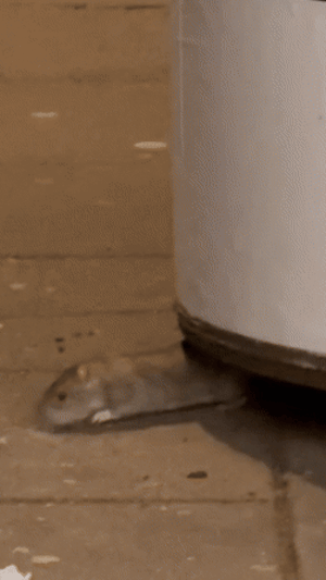 Ratten in Wien: Neue Sichtungen am Rathausplatz und Schwedenplatz sorgen für Aufsehen. Zunehmend wenig Scheu vor Menschen in der Innenstadt.