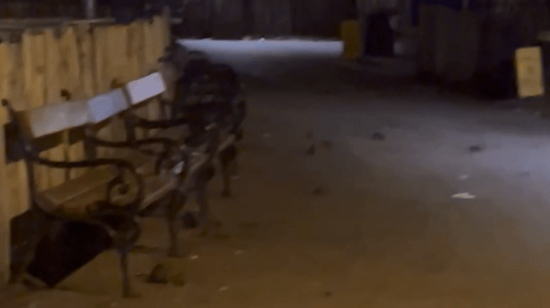 Heute.at - Tourist schockiert! Ratten-Plage am Wiener Rathausplatz