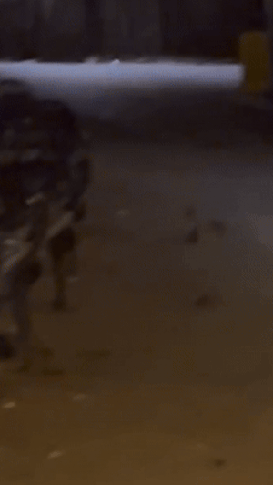 Ratten-Plage am Wiener Rathausplatz: Ein Video zeigt zahlreiche Ratten beim Christkindlmarkt-Endspurt und sorgt für Diskussionen in Wien.