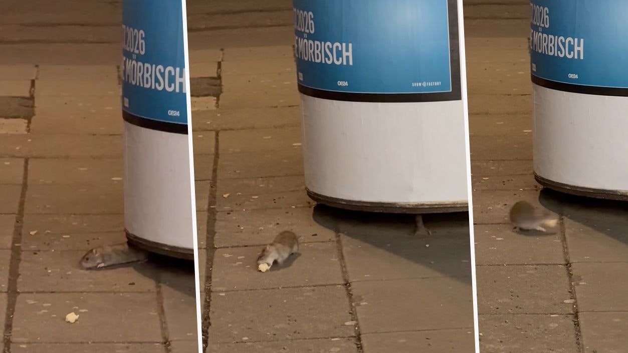 "Null Scheu vor Menschen!" Neue Ratten-Sichtung in Wien