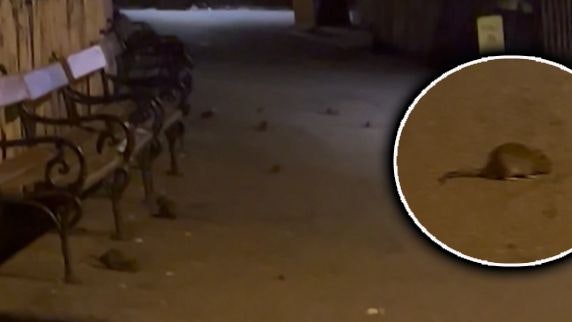 Tourist schockiert! Ratten-Plage am Wiener Rathausplatz