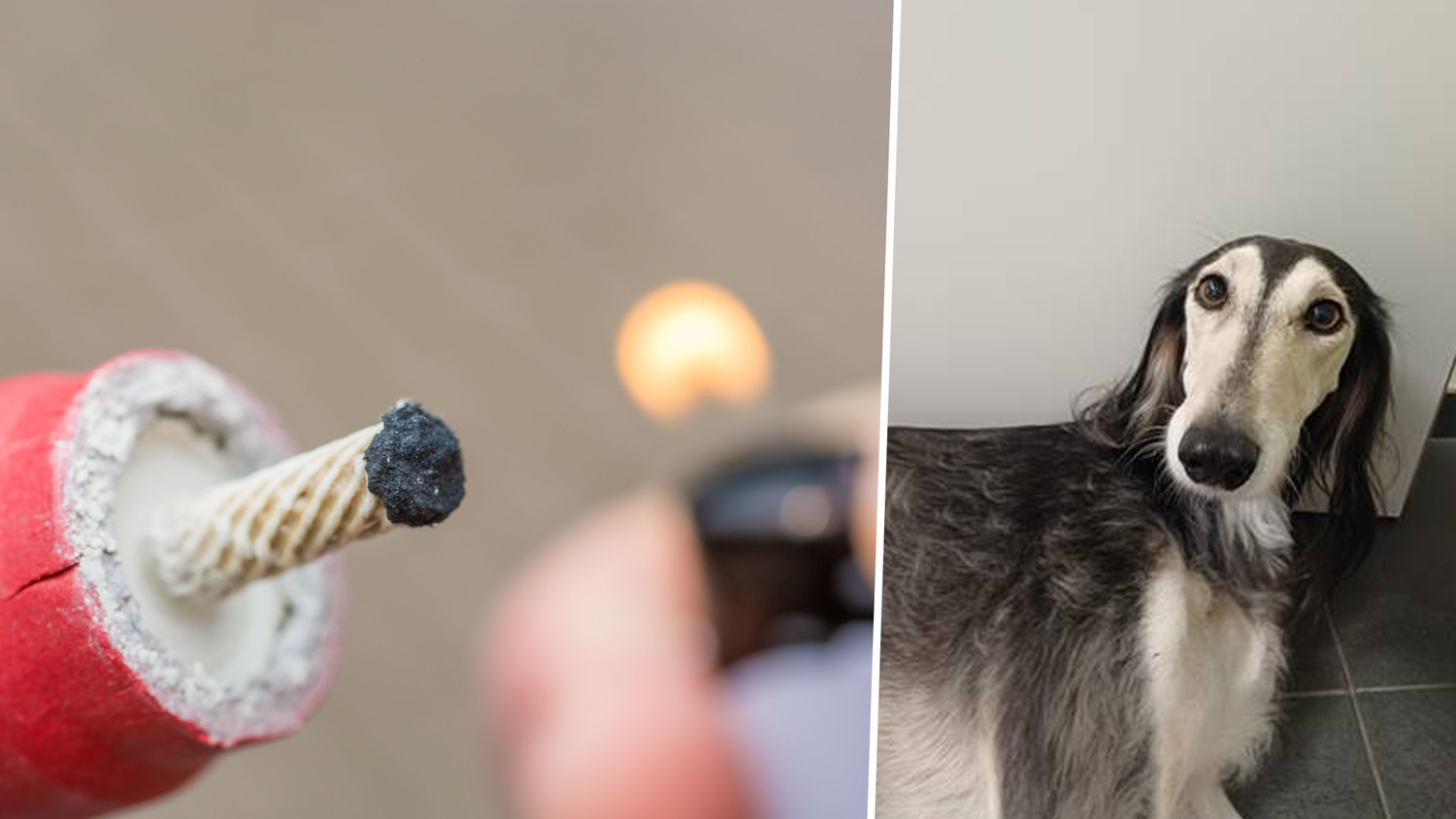 Heute.at - Böller schreckt Hündin: Polizei muss stundenlang suchen