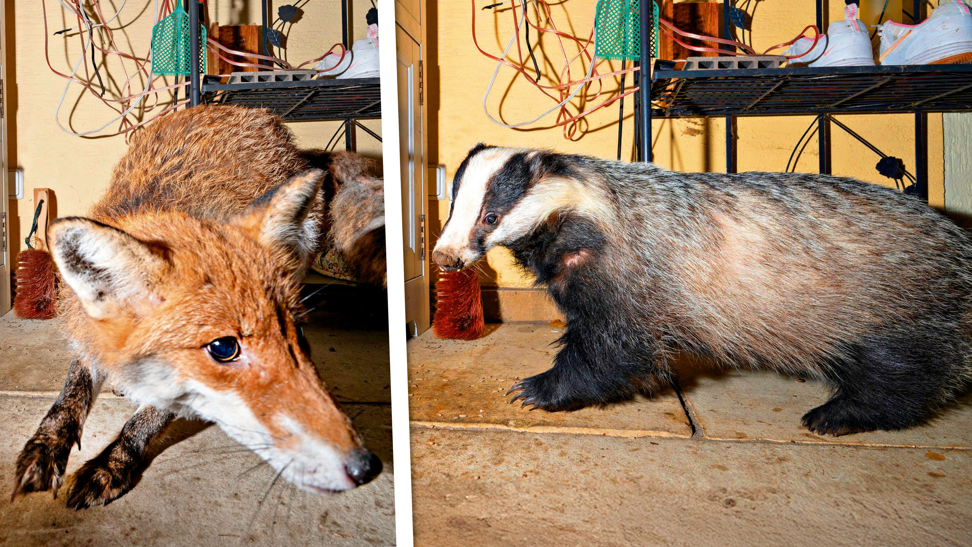 Heute.at - Kommissar Kamera überführt trierisches Diebes-Duo