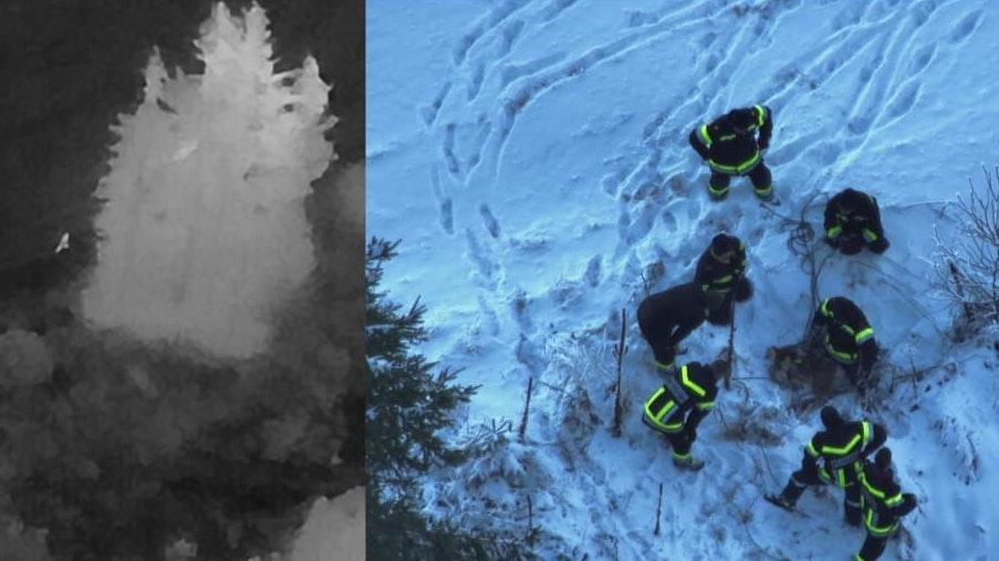 Heute.at - Kalb büxte Landwirt aus: Moderne Technik half bei Suche