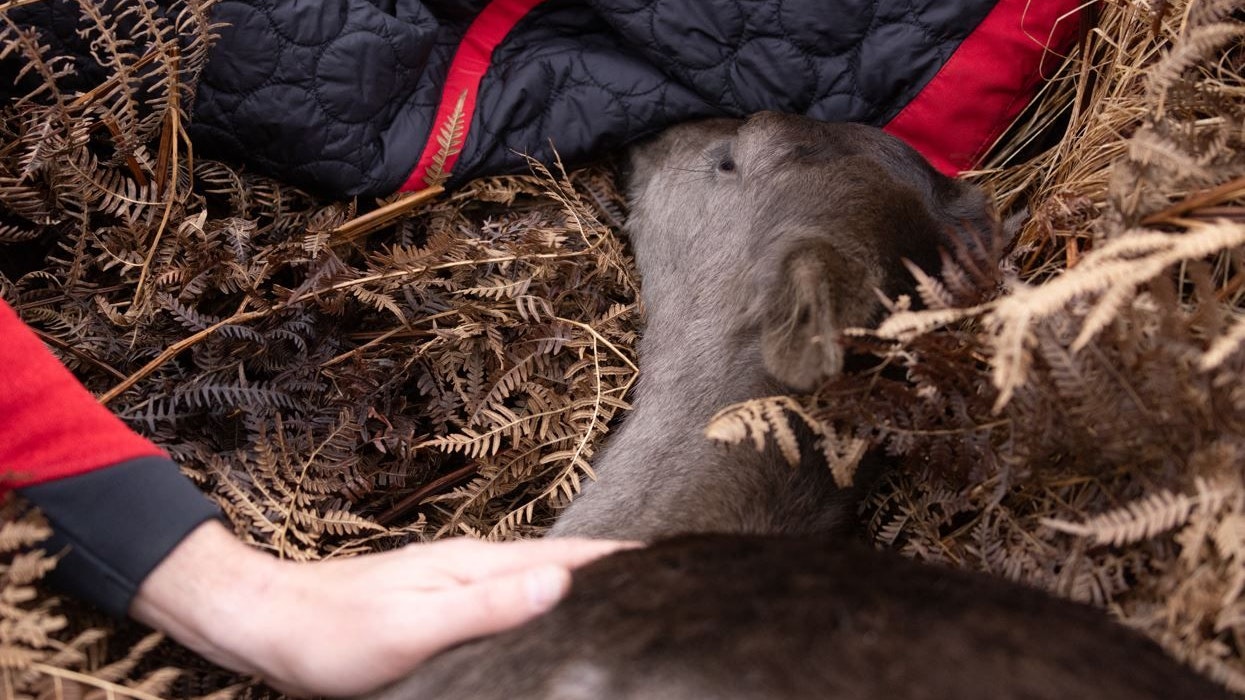 "Bruno" hat die Übersiedelung ganz friedlich verschlafen. 