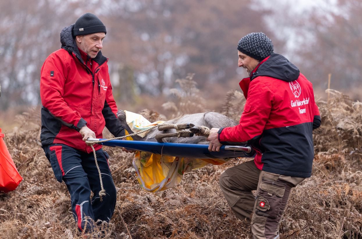 Heute.at - Zahmer Hirsch Bruno darf weiterleben!