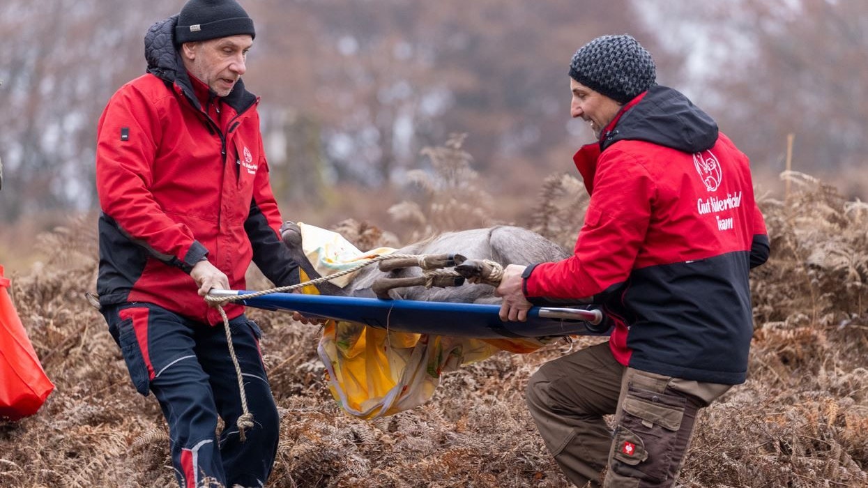 Heute.at - Zahmer Hirsch Bruno darf weiterleben!
