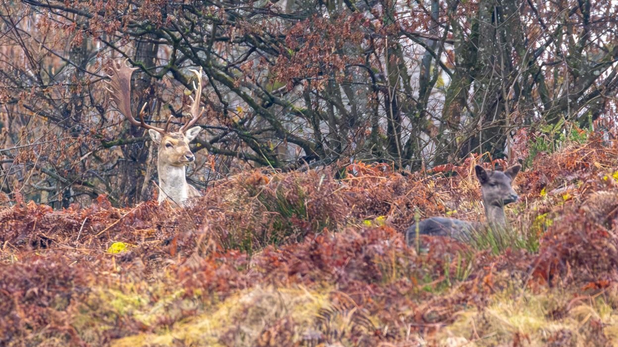 Gar nicht so einfach zu entdecken.