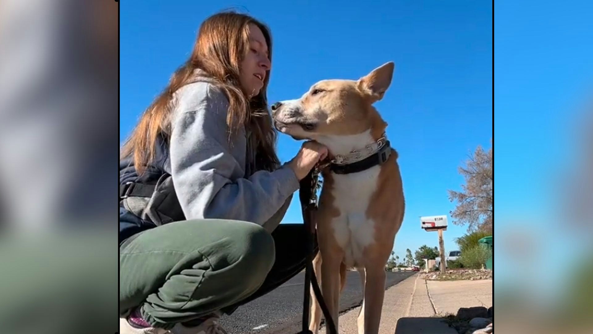 Heute.at - Stopp! Mein Hund hat einen Kaktus am Kopf
