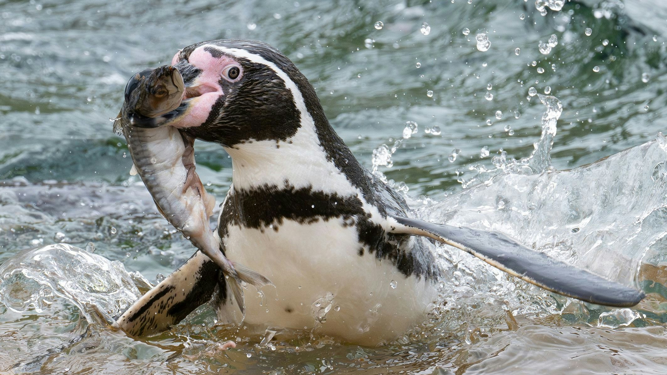 Vor allem der Zuchterfolg bei den Pinguinen macht sich an der Futtermenge bemerkbar. 