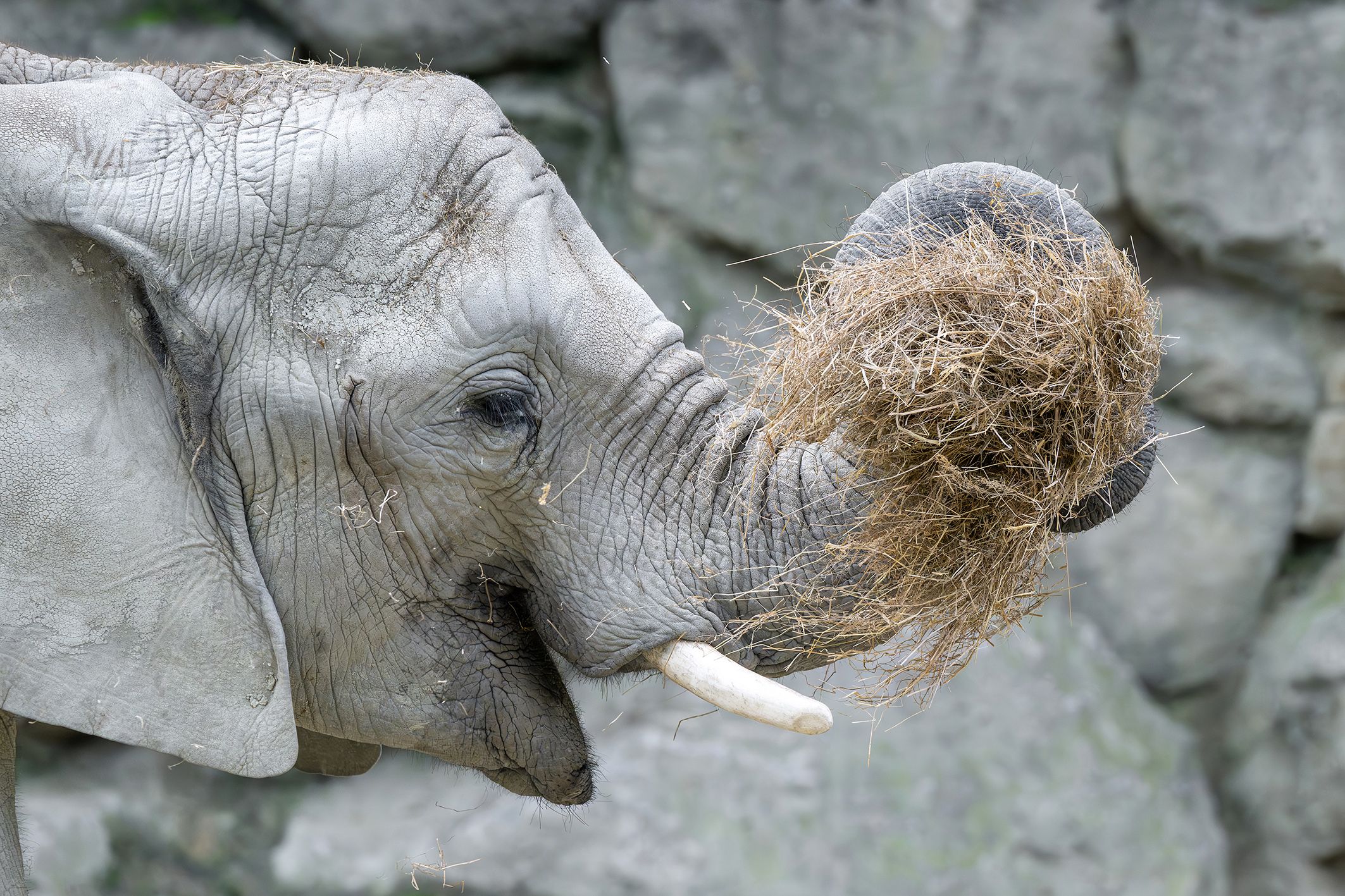 Heute.at - Tiergarten: 85.000 Euro Futterkosten pro Monat