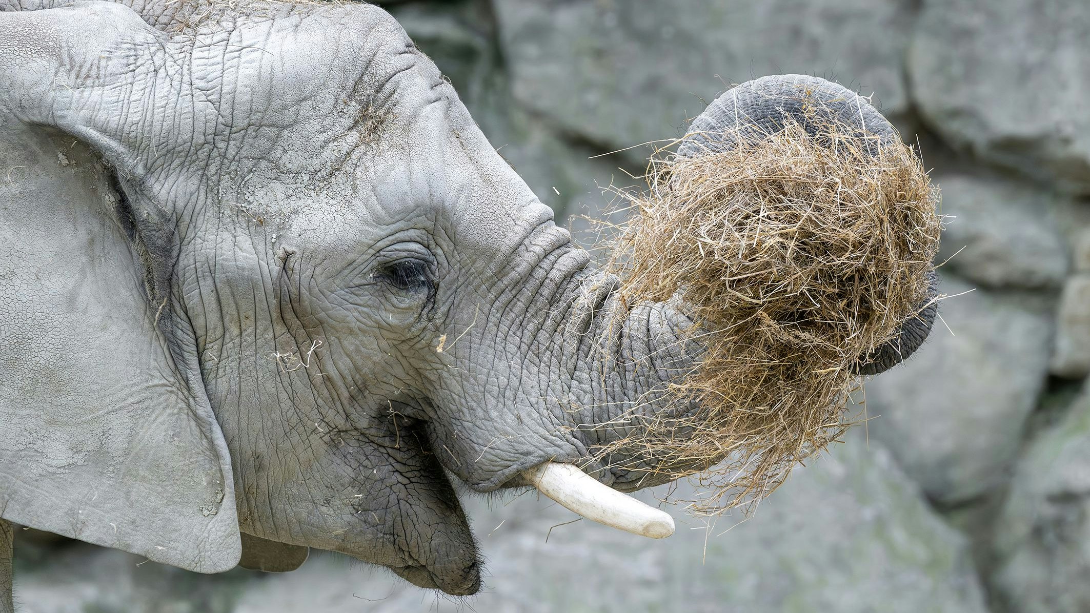 Heute.at - Tiergarten: 85.000 Euro Futterkosten pro Monat