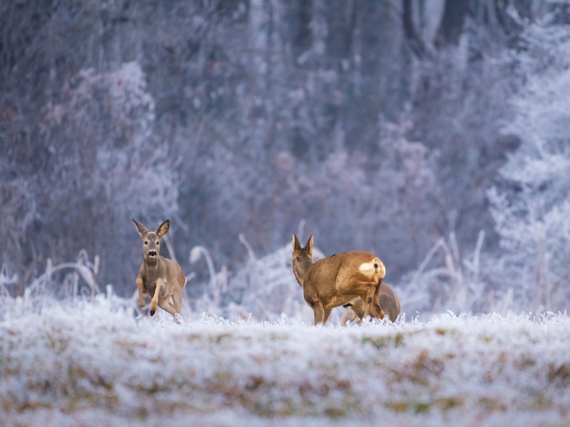 Heute.at - Horrornacht: Rehe springen wegen Böller vors Auto